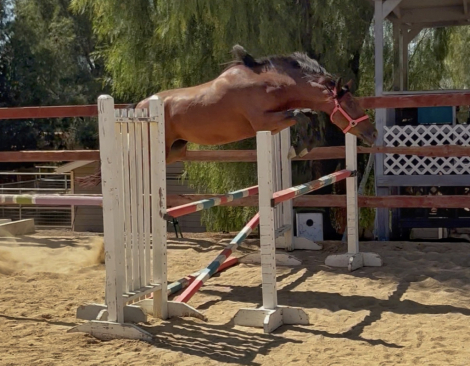 HorseID: 2319062 Telesis Saoirse - PhotoID: 1106301