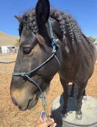 HorseID: 2319063 Brainn - PhotoID: 1106314