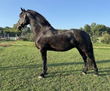 HorseID: 2319064 Gabrielle de Hatcher (Dahlia) - PhotoID: 1106311