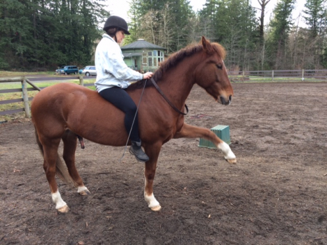HorseID: 2319069 Mick the Mustang - PhotoID: 1106317