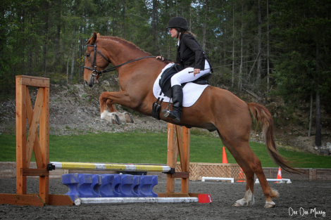 HorseID: 2319069 Mick the Mustang - PhotoID: 1106318