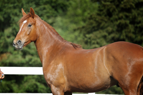 HorseID: 2319069 Mick the Mustang - PhotoID: 1106319