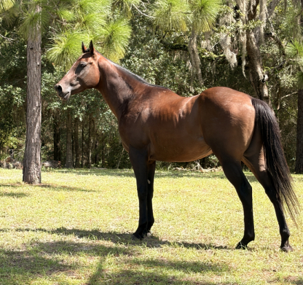 HorseID: 2319070 Bluegrass Season - PhotoID: 1106320