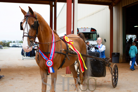 HorseID: 2319071 Soquili’s Manolito –WCHS Vet Saddlebred Ride&D - PhotoID: 1106322