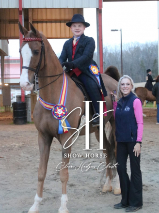 HorseID: 2319071 Soquili’s Manolito –WCHS Vet Saddlebred Ride&D - PhotoID: 1106323