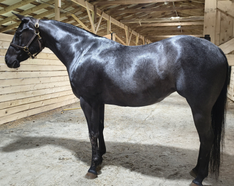 HorseID: 2319074 Bye Bye Little Bug - PhotoID: 1106324