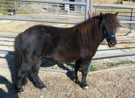 HorseID: 2319075 Mercy - PhotoID: 1106326