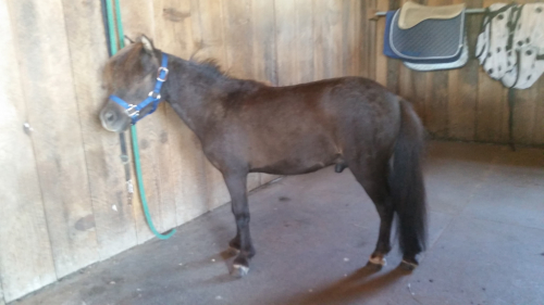 HorseID: 2319075 Mercy - PhotoID: 1106327