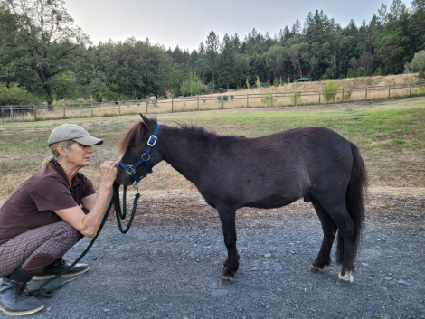 HorseID: 2319075 Mercy - PhotoID: 1106328