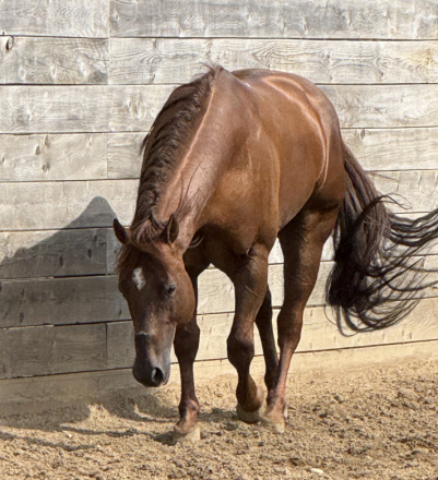HorseID: 2319076 Desys Little Star - PhotoID: 1106404