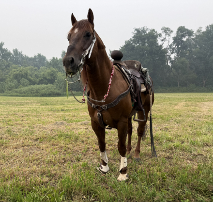 HorseID: 2319076 Desys Little Star - PhotoID: 1106405