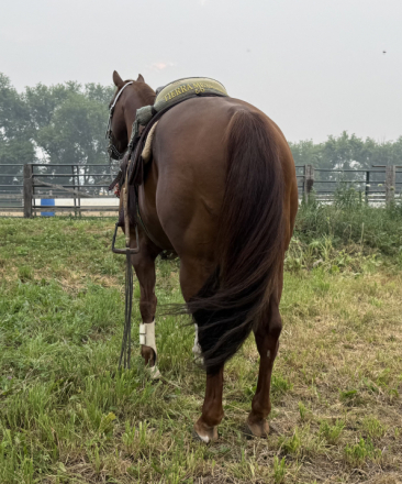 HorseID: 2319076 Desys Little Star - PhotoID: 1106406