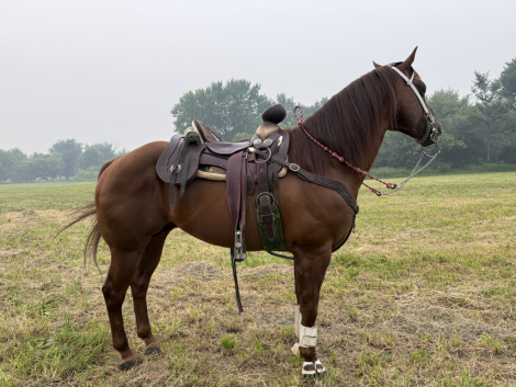HorseID: 2319076 Desys Little Star - PhotoID: 1106407