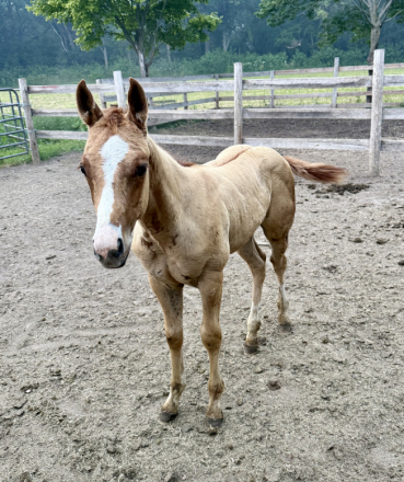 HorseID: 2319076 Desys Little Star - PhotoID: 1106408