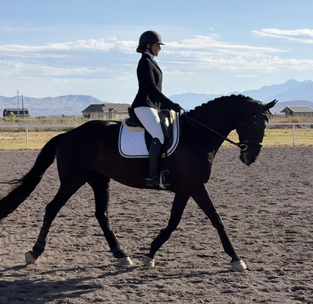 Warmblood (Warmblood, Gelding) in West Jordan, UT