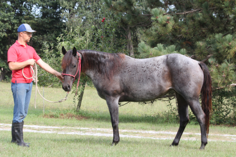 Quarter Horse (Quarter Horse, Filly (under 4)) in LaGrange, IN