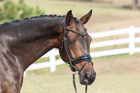 HorseID: 2319081 Fabienne PCH - PhotoID: 1106330