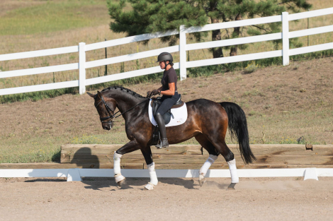 HorseID: 2319081 Fabienne PCH - PhotoID: 1106331