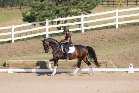 HorseID: 2319081 Fabienne PCH - PhotoID: 1106332