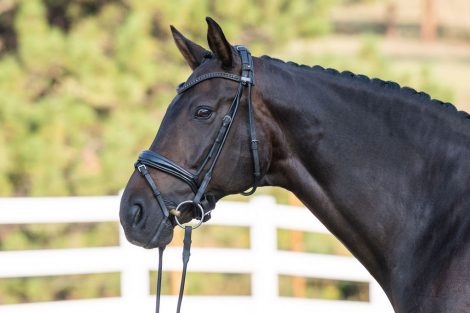 HorseID: 2319082 Don Hannes PWD - PhotoID: 1106334