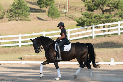 HorseID: 2319082 Don Hannes PWD - PhotoID: 1106335