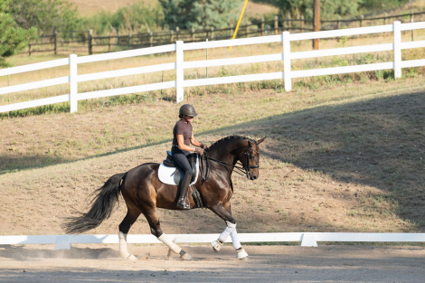 HorseID: 2319082 Don Hannes PWD - PhotoID: 1106336