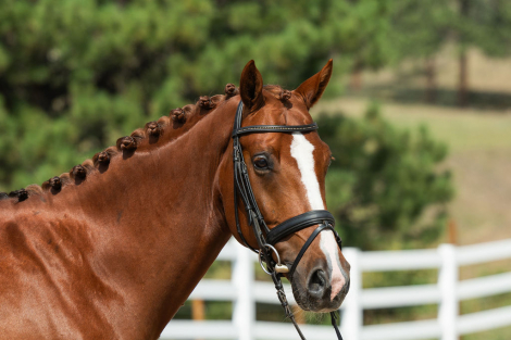 HorseID: 2319083 Balvenie PWD - PhotoID: 1106348