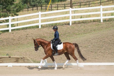 HorseID: 2319083 Balvenie PWD - PhotoID: 1106349