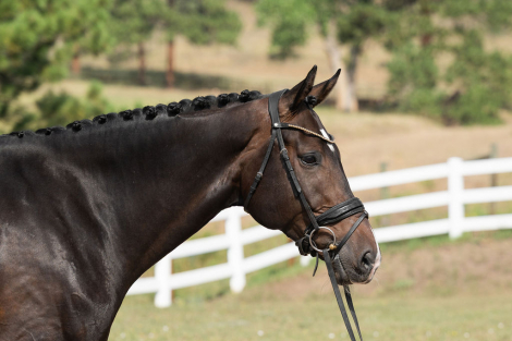 HorseID: 2319084 Billy Elliot - PhotoID: 1106352
