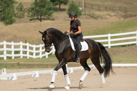 HorseID: 2319084 Billy Elliot - PhotoID: 1106353