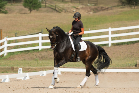 HorseID: 2319084 Billy Elliot - PhotoID: 1106354
