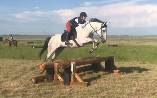 Thoroughbred (Thoroughbred, Mare) in Victor, MT
