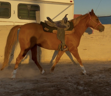 HorseID: 2319106 Honeycrisp - PhotoID: 1106377