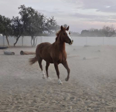 HorseID: 2319106 Honeycrisp - PhotoID: 1106378