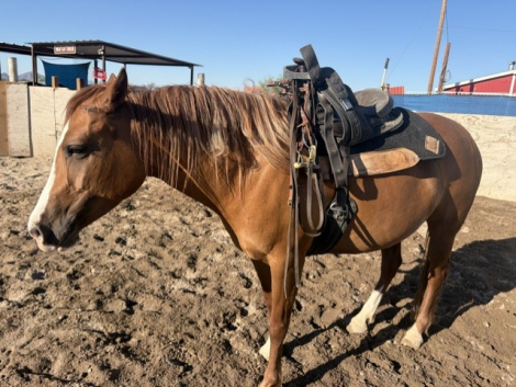 HorseID: 2319106 Honeycrisp - PhotoID: 1106379