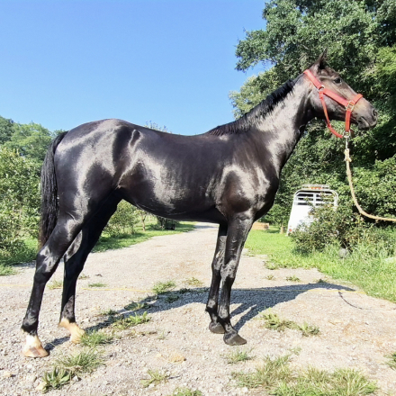 HorseID: 2319124 Black Diamond Princess - PhotoID: 1106415