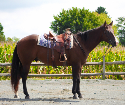 Quarter Horse (Quarter Horse, Gelding) in Oley, PA