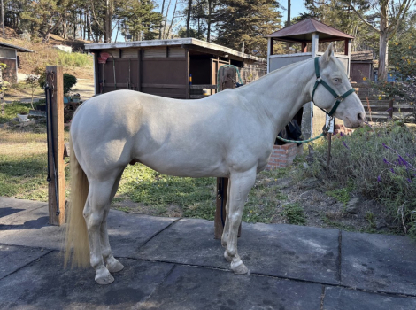 HorseID: 2319140 Sarco Skip Pep - PhotoID: 1106414