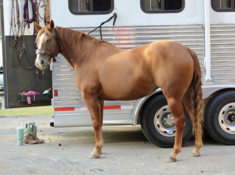 Quarter Horse (Quarter Horse, Mare) in Hartselle, AL