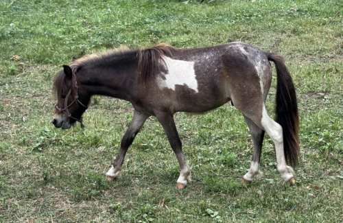 HorseID: 2319165 Signatures Cinco de Mayo - PhotoID: 1106444