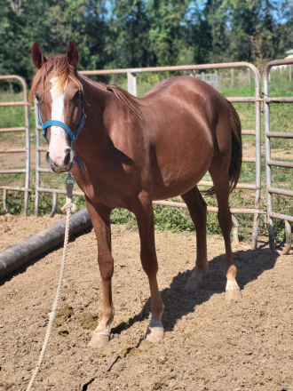 Coppertop (Quarter Horse, Colt (under 4)) in York, PA