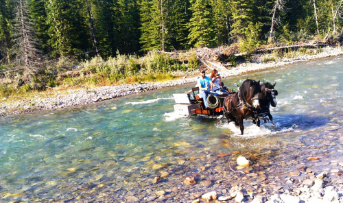 HorseID: 2319172 GHHH L.V'S AQUILO OF SPIRIT - PhotoID: 1106451