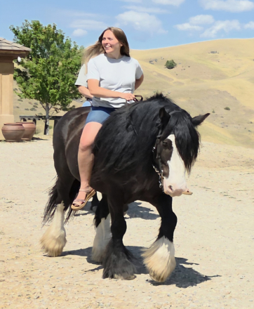 HorseID: 2319172 GHHH L.V'S AQUILO OF SPIRIT - PhotoID: 1106452