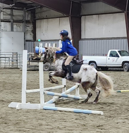 HorseID: 2319175 Frosty - PhotoID: 1106458