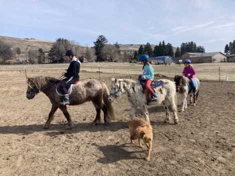 HorseID: 2319175 Frosty - PhotoID: 1106459