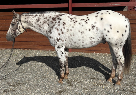 HorseID: 2319184 Spotifyde - PhotoID: 1106469