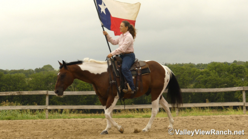 HorseID: 2319219 Sheldon - PhotoID: 1106484