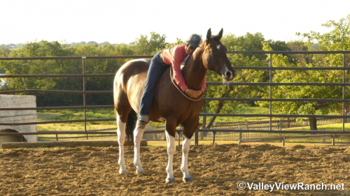 HorseID: 2319219 Sheldon - PhotoID: 1106485
