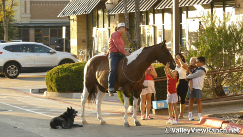 HorseID: 2319219 Sheldon - PhotoID: 1106486