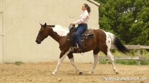 HorseID: 2319219 Sheldon - PhotoID: 1106487